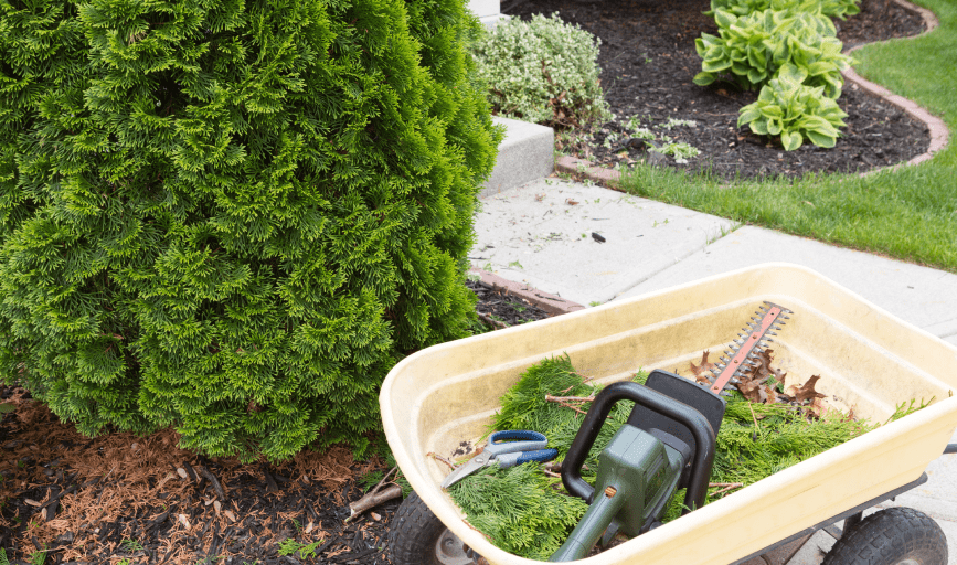SHRUB TRIMMING